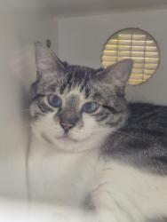 Lost Male Cat last seen Scotty Dr jacksonville, Jacksonville, FL 32216