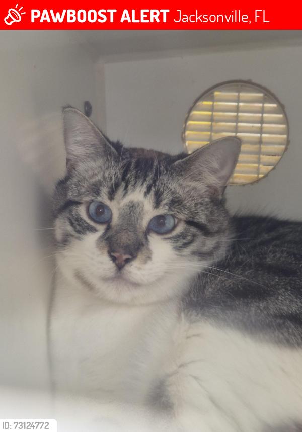 Lost Male Cat last seen Scotty Dr jacksonville, Jacksonville, FL 32216