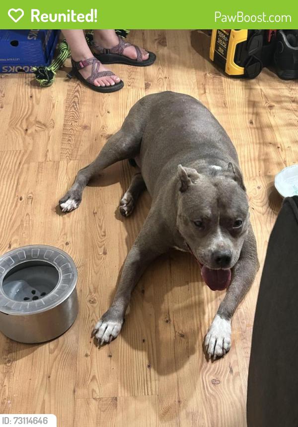 Reunited Unknown Dog last seen Near Lincoln Park, Chapel Hill, NC 27510