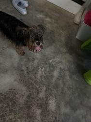 Found/Stray Female Dog last seen Morris rd in the road near 7609 and 7612, Knoxville, TN 37938