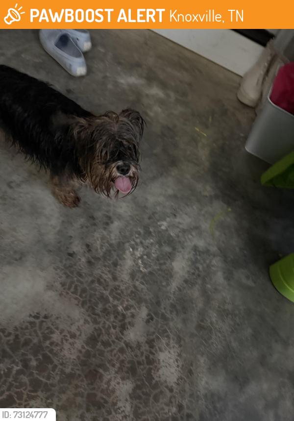 Found/Stray Female Dog last seen Morris rd in the road near 7609 and 7612, Knoxville, TN 37938