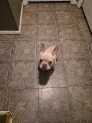 Reunited Female Dog last seen e 52nd st, Indianapolis, IN 46226