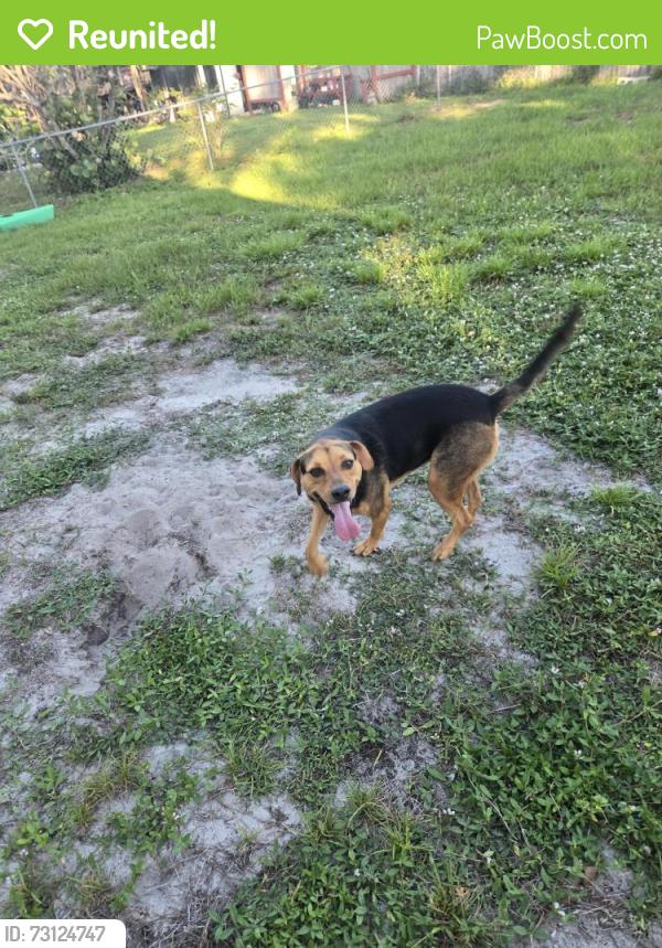 Reunited Male Dog last seen Near Deming Ave SE, Palm Bay, FL 32909