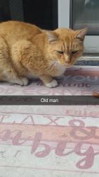 Reunited Male Cat last seen Calleystone/Piper Glen, Antelope, CA 95843