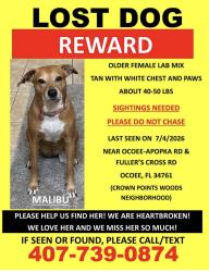 Lost Female Dog last seen Log landing drive and crown point woods circle, Ocoee, FL 34761
