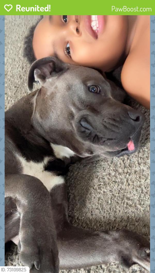 Reunited Male Dog last seen Townsend st Vandyke and 94, Detroit, MI 48213
