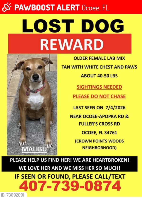 Lost Female Dog last seen Log landing drive and crown point woods circle, Ocoee, FL 34761