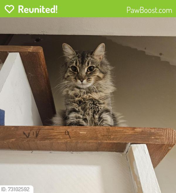 Reunited Female Cat last seen Grove Cemetery, Windsor Locks, CT 06096