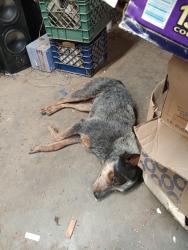 Reunited Male Dog last seen San Pablo and Olive Fresno, Fresno, CA 93728