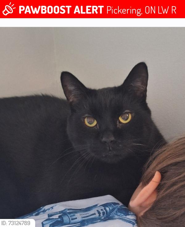 Lost Male Cat last seen Sanok amd hillcrest, Pickering, ON L1W 2R3