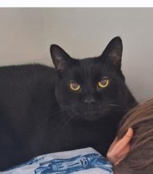 Lost Male Cat last seen Sanok amd hillcrest, Pickering, ON L1W 2R3