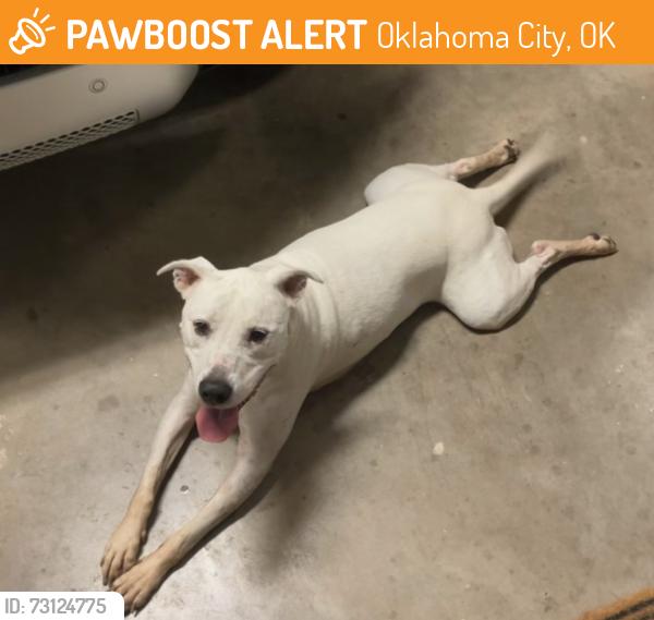Found/Stray Male Dog last seen Britton and Coltrane, Oklahoma City, OK 73151