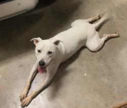 Found/Stray Male Dog last seen Britton and Coltrane, Oklahoma City, OK 73151