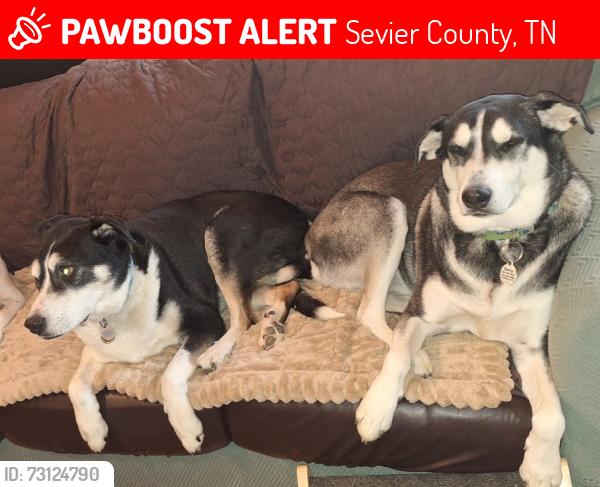 Lost Male Dog last seen Near Locust Ridge Road, Sevier County, TN 37876