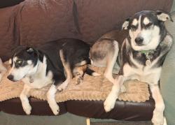 Lost Male Dog last seen Near Locust Ridge Road, Sevier County, TN 37876
