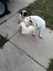 Found/Stray Unknown Dog last seen Royal crest, Fort Worth, TX 76140