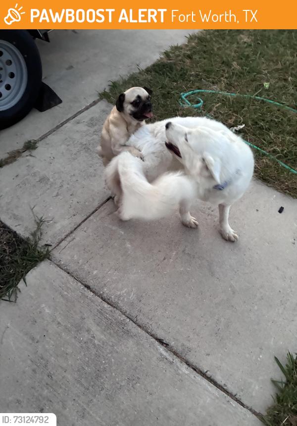 Found/Stray Unknown Dog last seen Royal crest, Fort Worth, TX 76140
