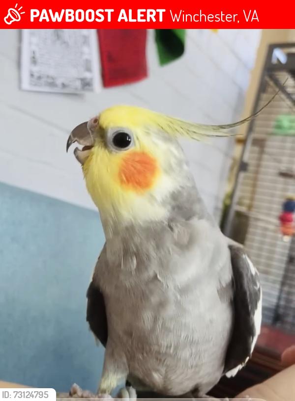 Lost Male Bird last seen Last seen flying over industrial area of N Cameron/Loudoun, Winchester, VA 22601