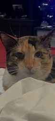 Lost Female Cat last seen Norma Loop, West Richland, WA 99353