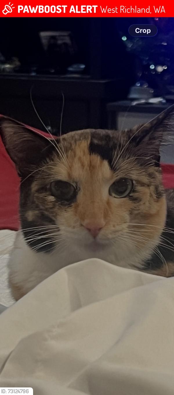 Lost Female Cat last seen Norma Loop, West Richland, WA 99353