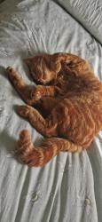 Lost Male Cat last seen Junglebugs, Blackheath, England B65 0LR