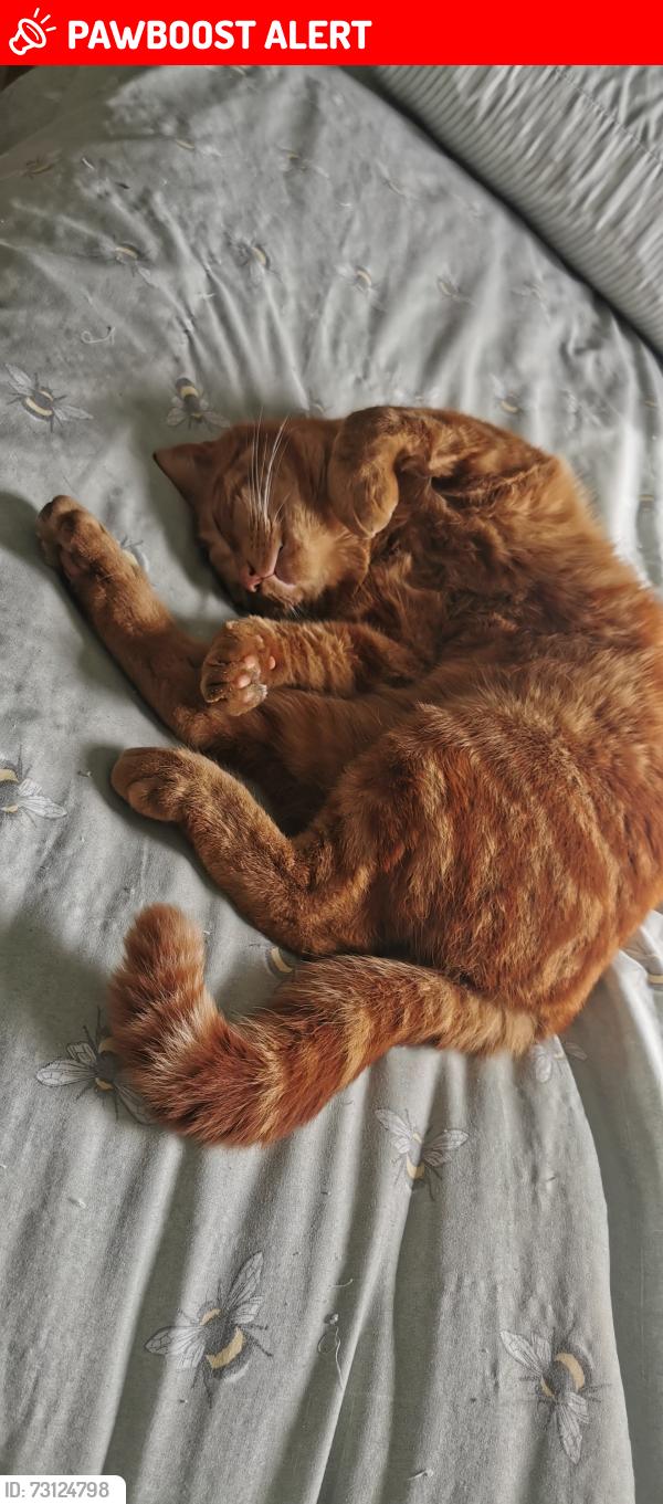 Lost Male Cat last seen Junglebugs, Blackheath, England B65 0LR
