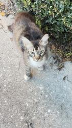 Found/Stray Female Cat last seen Near and red bug road, Casselberry, FL 32707
