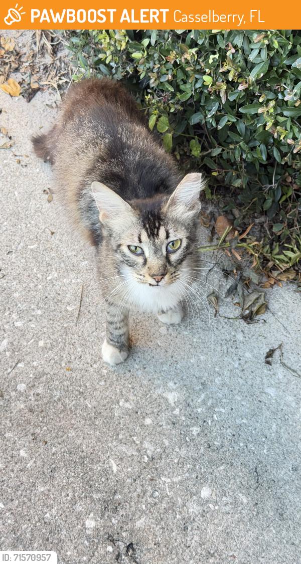 Found/Stray Female Cat last seen Near and red bug road, Casselberry, FL 32707