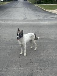 Found/Stray Male Dog last seen Pinewood, San Antonio, TX 78216