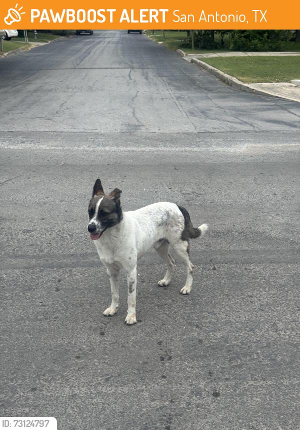 Found/Stray Male Dog last seen Pinewood, San Antonio, TX 78216