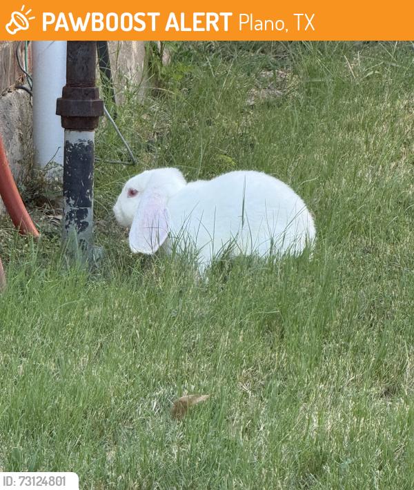 Found/Stray Unknown Rabbit last seen Independence Pkwy and Hedgcoxe Rd, Plano, TX 75025