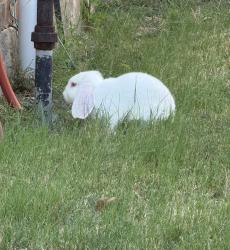 Found/Stray Unknown Rabbit last seen Independence Pkwy and Hedgcoxe Rd, Plano, TX 75025