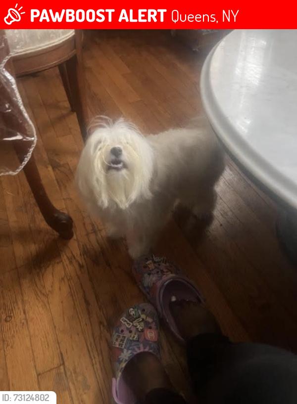 Lost Female Dog last seen 111av  Francis Lewis Boulevard, Queens, NY 11429
