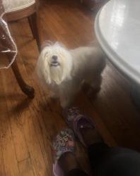 Lost Female Dog last seen 111av  Francis Lewis Boulevard, Queens, NY 11429