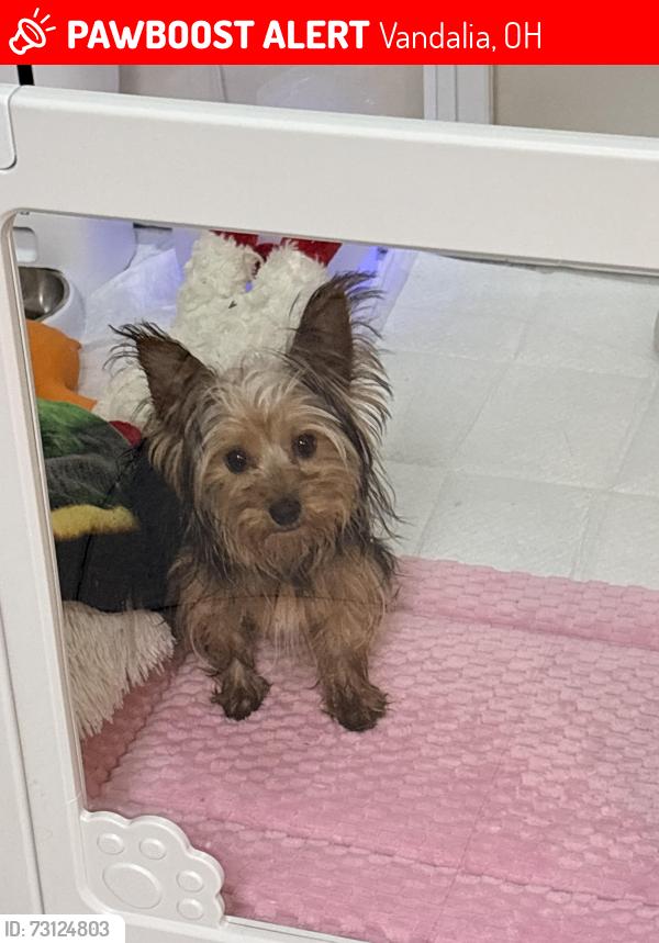 Lost Female Dog last seen Vandalia recreational center, Vandalia, OH 45377