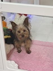 Lost Female Dog last seen Vandalia recreational center, Vandalia, OH 45377