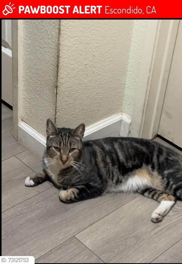 Lost Male Cat last seen Near shady ridge ave Escondido Ca 92029, Escondido, CA 92029