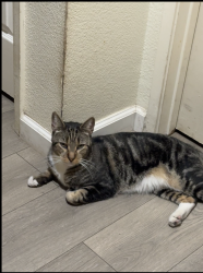 Lost Male Cat last seen Near shady ridge ave Escondido Ca 92029, Escondido, CA 92029