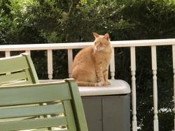 Reunited Male Cat last seen São Paulo St cul de sac, Pasadena, TX 77504