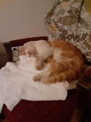 Lost Male Cat last seen SW 36 agnew, Oklahoma City, OK 73179