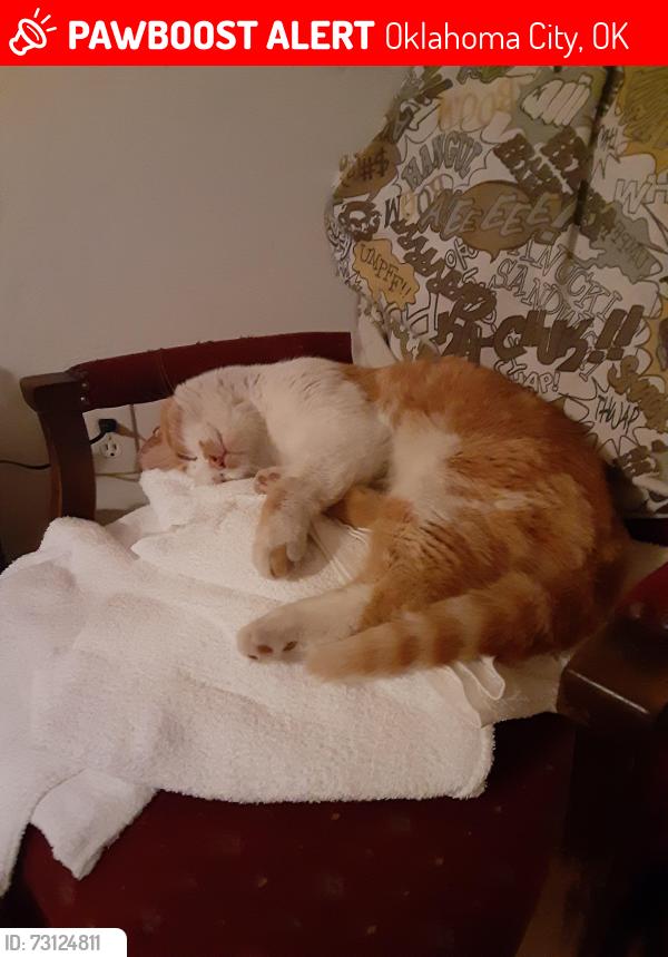 Lost Male Cat last seen SW 36 agnew, Oklahoma City, OK 73179