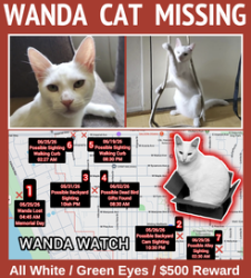 Lost Female Cat last seen El Segundo, Los Angeles, CA 90045