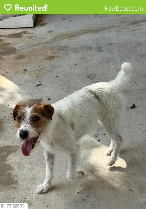 Reunited Female Dog last seen Longwood Trace, Cypress, TX 77429