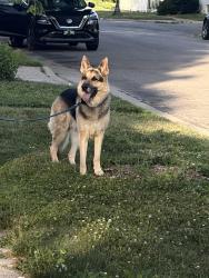 Reunited Male Dog last seen Hamline park, Saint Paul, MN 55104