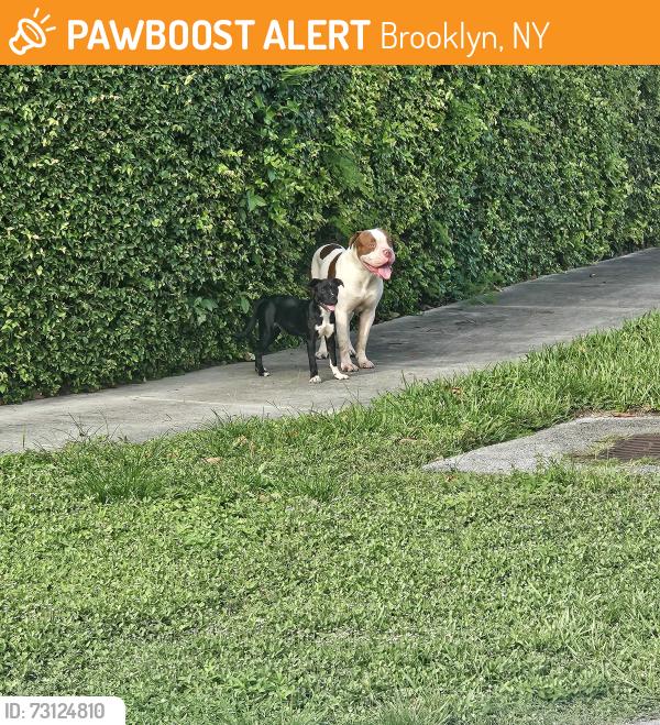 Found/Stray Male Dog last seen Olympia heights, Brooklyn, NY 11223