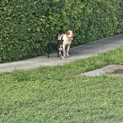 Found/Stray Male Dog last seen Olympia heights, Brooklyn, NY 11223