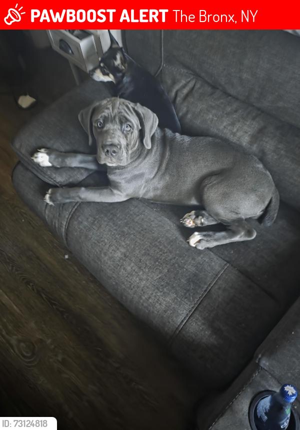 Lost Female Dog last seen Webster Ave , The Bronx, NY 10467