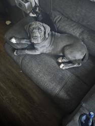 Lost Female Dog last seen Webster Ave , The Bronx, NY 10467