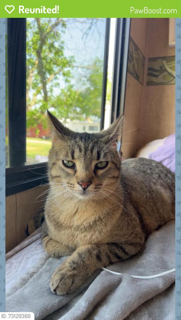 Reunited Male Cat last seen Long creek Rv park off of FM 725, New Braunfels, TX 78130