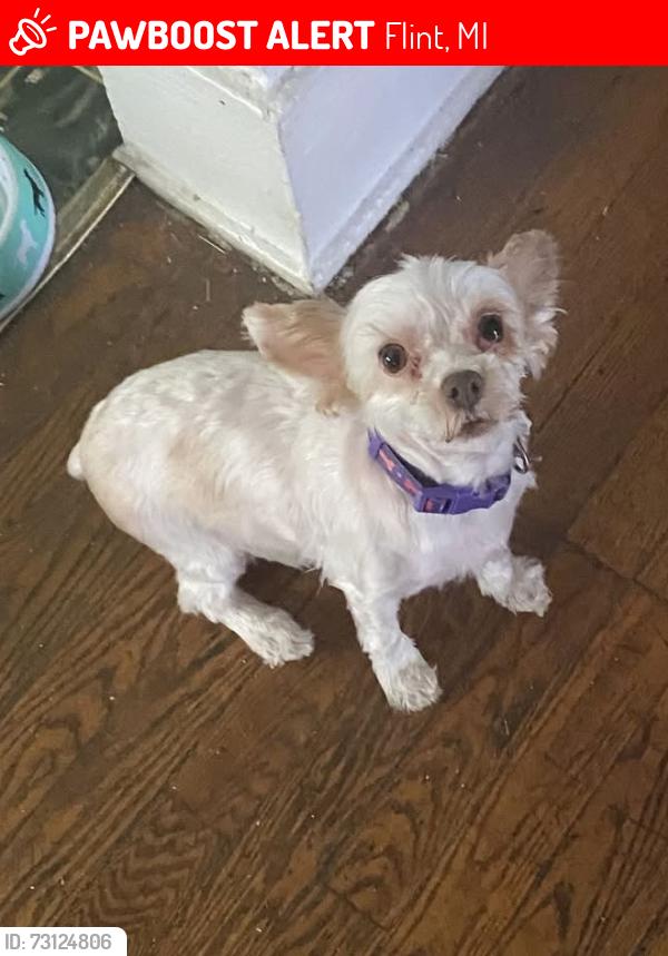 Lost Female Dog last seen Dartmouth, Flint, MI 48504